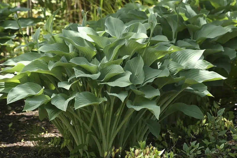Krossa Regal Upright Hosta Shrub