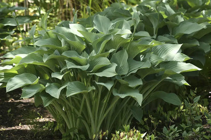 Krossa Regal Upright Hosta Shrub