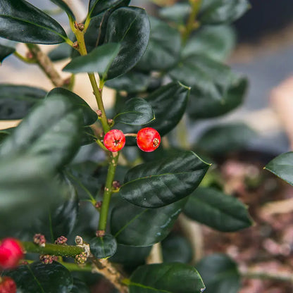 Nellie Stevens Holly 1 Gal.  Beautiful Red Berries  Hardy Evergreen Foliage