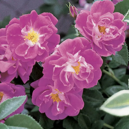 William Baffin Dormant Bare Root Climbing Rose, Includes one dormant plant per order