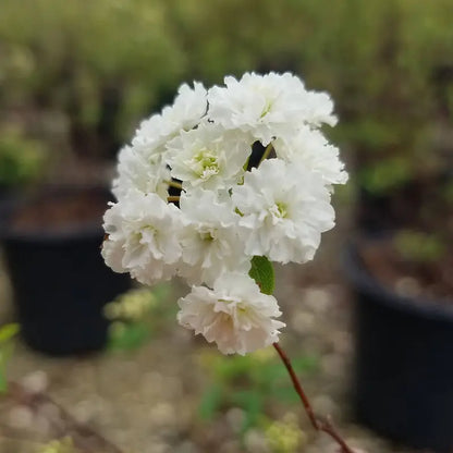 Reeves Bridal Wreath Spirea (2.5 Quart) White Blooming Deciduous Shrub  Full Sun Live Outdoor Plant