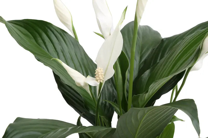 Costa Farms  Live Indoor 15in. Tall White Peace Lily; Bright, Indirect Sunlight Plant in 6in. Grower Pot