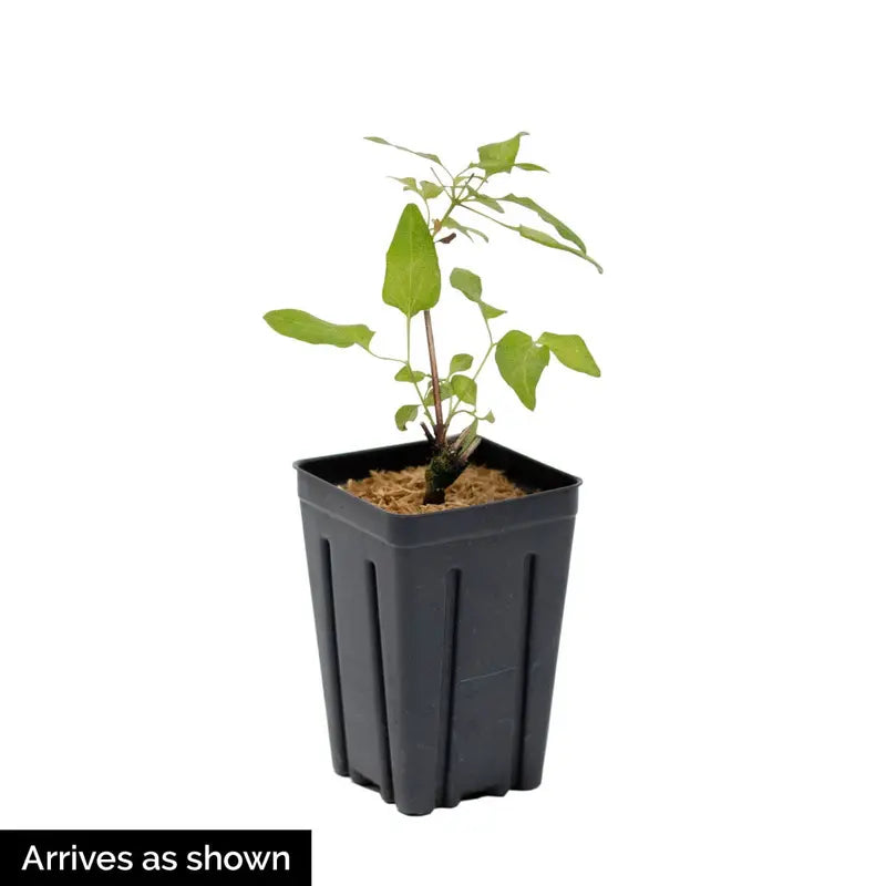 Sarah Elizabeth Clematis Vine, Bare Root Starter Perennial Plant (1-Pack)