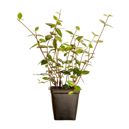 Asiatic Jasmine  54 Pack (3.25 In. Pots) Evergreen Groundcover Vine  Full Sun Live Outdoor Plant