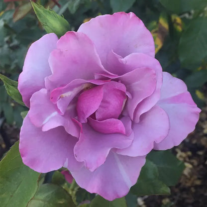Heirloom Roses  Blueberry Hill Shrub Rose Plant  Lavender Colored Live Plant