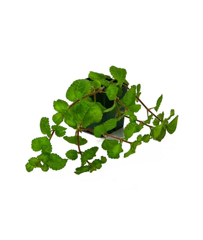 Pilea nummulariifolia ‘Creeping Charlie’