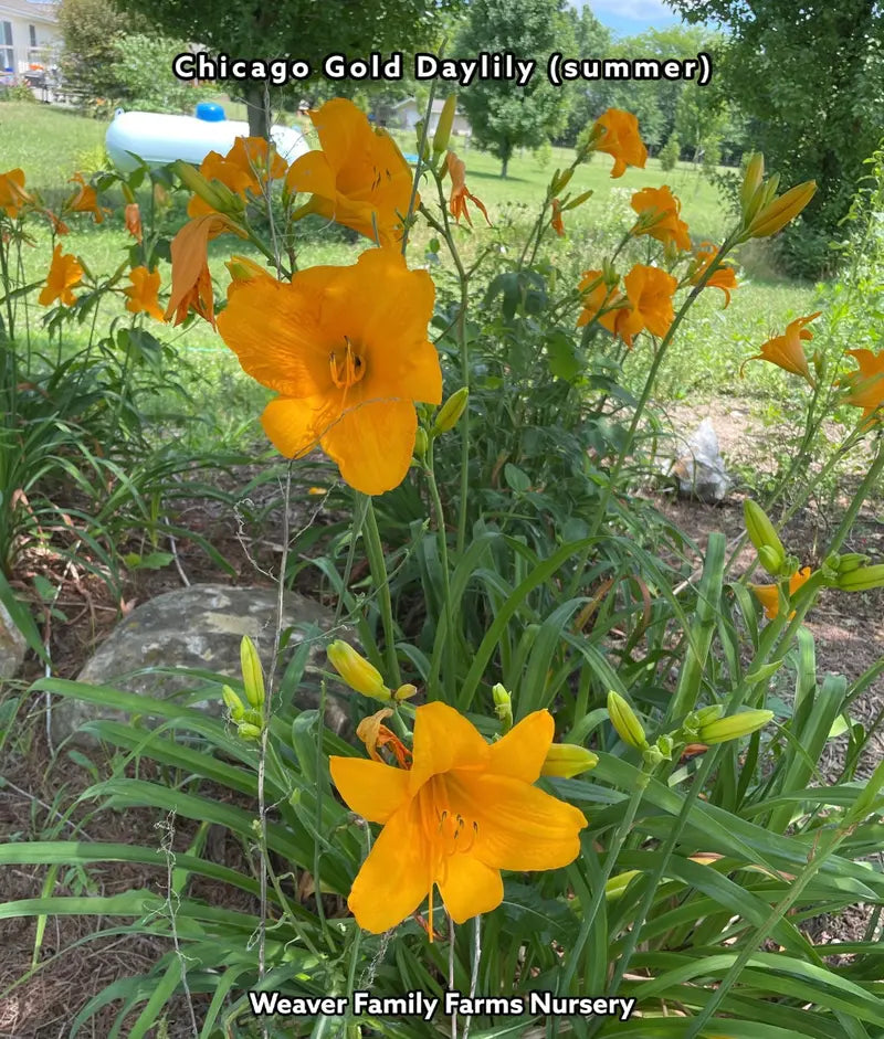 Chicago Gold Daylily Perennial Plant
