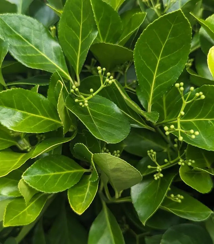 Manhattan Euonymus Compact Shrub