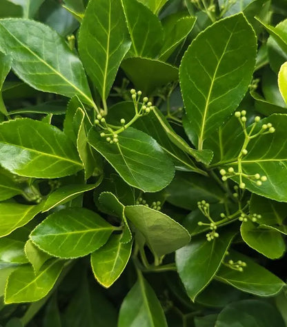 Manhattan Euonymus Compact Shrub