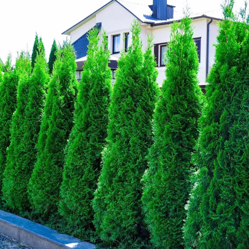 Emerald Green Arborvitae Hedge Plant