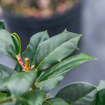 Nellie Stevens Holly 1 Gal.  Beautiful Red Berries  Hardy Evergreen Foliage