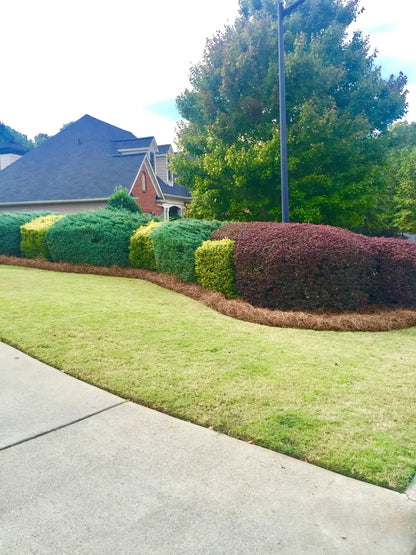 Premium Long-Needle Pine Straw Mulch  Covers Up to 160 Sq. Ft.