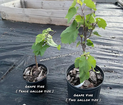 Jupiter Grape Vine  Hardy, Seedless, Blue Table Grape Variety