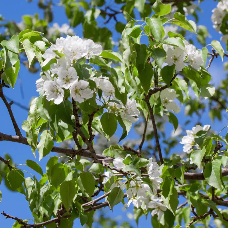 Kieffer Pear Tree  Heat-Tolerant, Dual-Purpose Cultivar