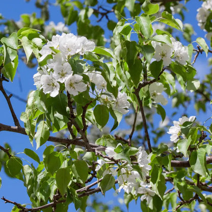 Kieffer Pear Tree  Heat-Tolerant, Dual-Purpose Cultivar