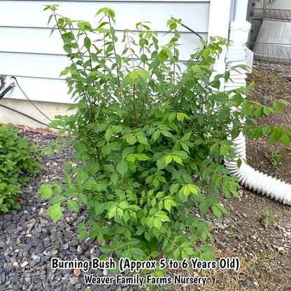 Dwarf Burning Bush