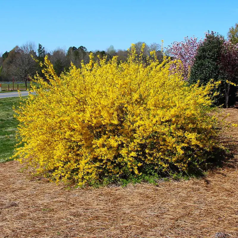 Lynwood Gold Forsythia Shrub  Full to Partial Sunlight