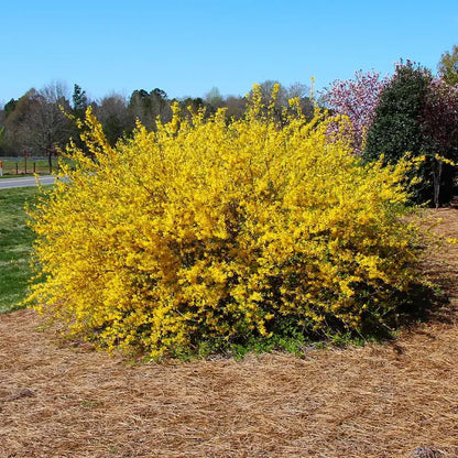 Lynwood Gold Forsythia Shrub  Full to Partial Sunlight