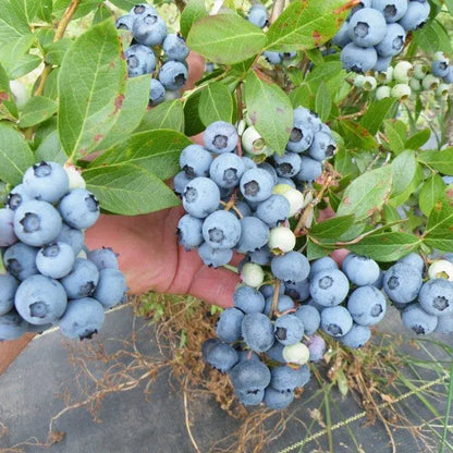 Duke Blueberry Bush  Early-Harvest, High-Yield Northern Highbush Variety