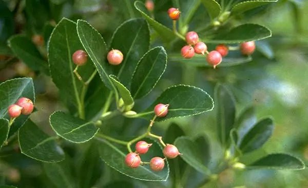 Manhattan Euonymus Compact Shrub
