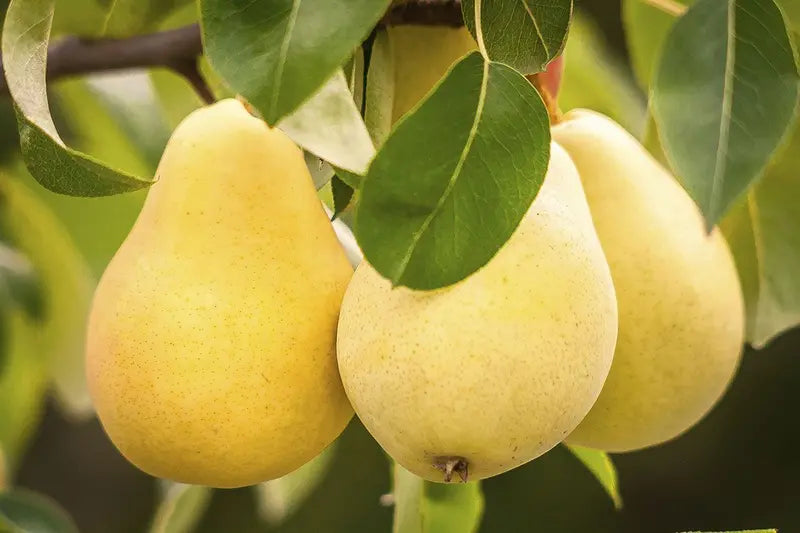 Kieffer Pear Tree  Heat-Tolerant, Dual-Purpose Cultivar