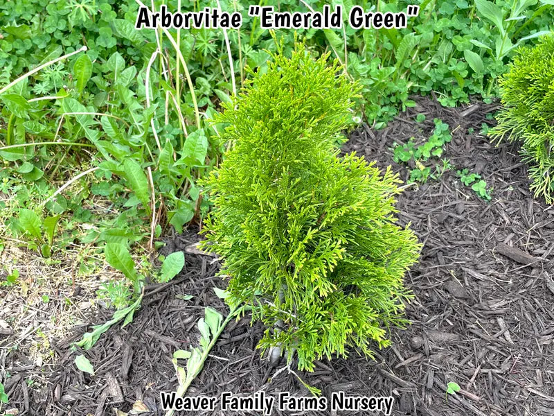 Emerald Green Arborvitae Hedge Plant