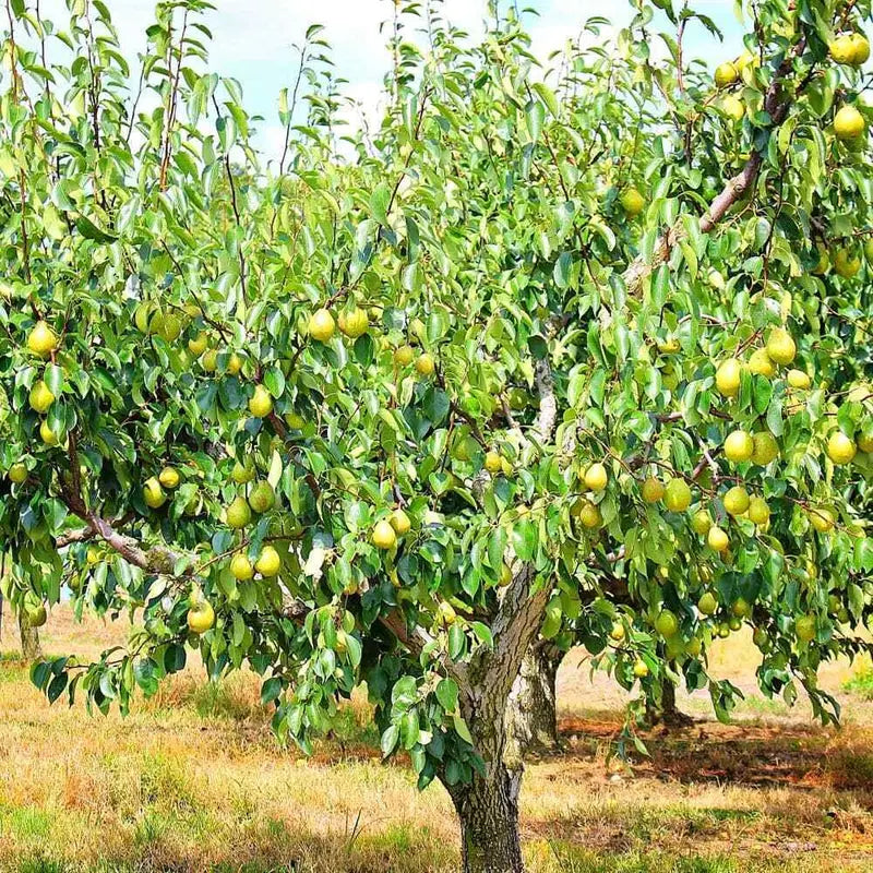 Kieffer Pear Tree  Heat-Tolerant, Dual-Purpose Cultivar