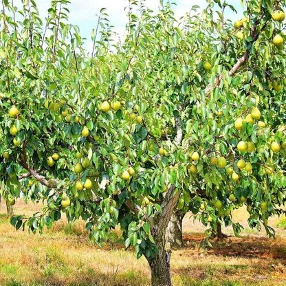 Kieffer Pear Tree  Heat-Tolerant, Dual-Purpose Cultivar