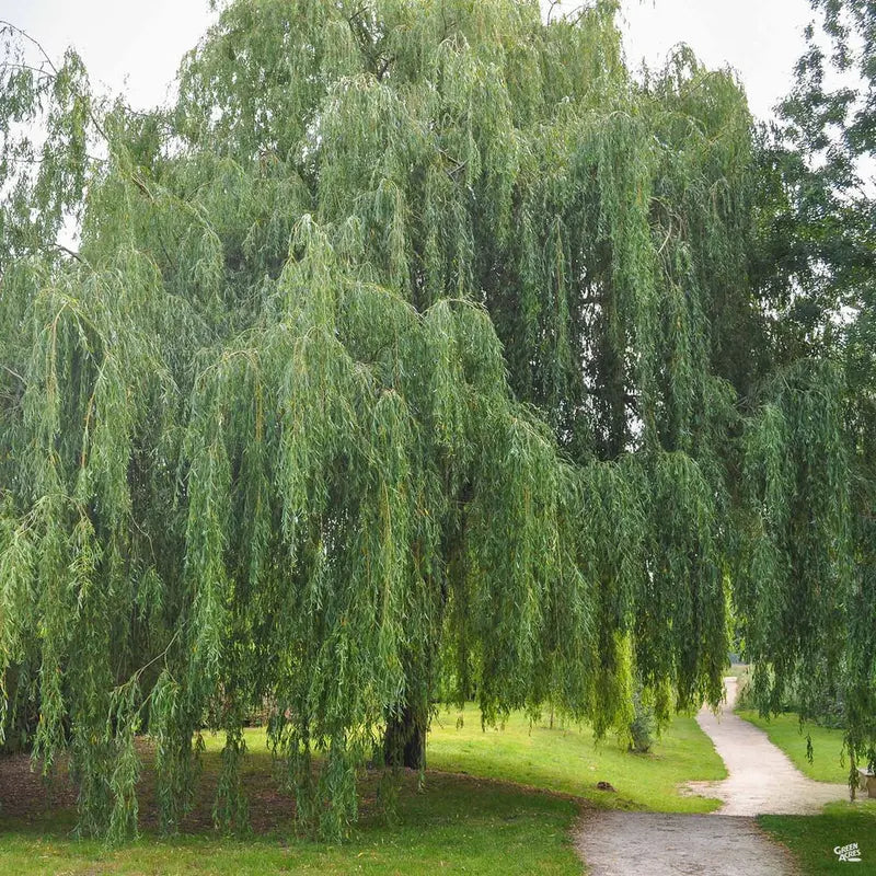 Weeping Willow Tree  Graceful, Fast-Growing Shade Tree for Wet Sites
