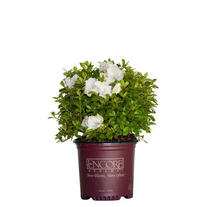 Encore Azalea Autumn Angel (1 Gallon) White Flowering Shrub  Full Sun Live Outdoor Plant
