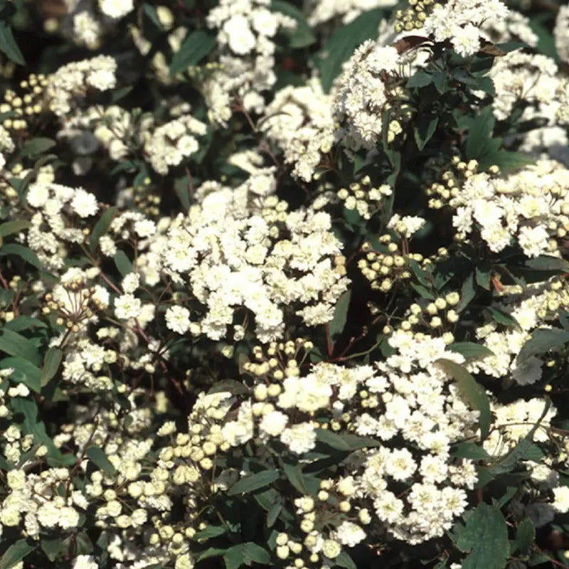 Reeves Bridal Wreath Spirea (2.5 Quart) White Blooming Deciduous Shrub  Full Sun Live Outdoor Plant