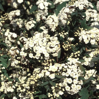 Reeves Bridal Wreath Spirea (2.5 Quart) White Blooming Deciduous Shrub  Full Sun Live Outdoor Plant