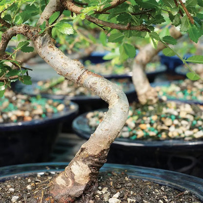 Brussel’s Chinese Elm Bonsai  X Large  (Outdoor)