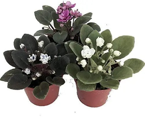 Miniature African Violet  3 Plants/2″ Pot  Great for Terrariums