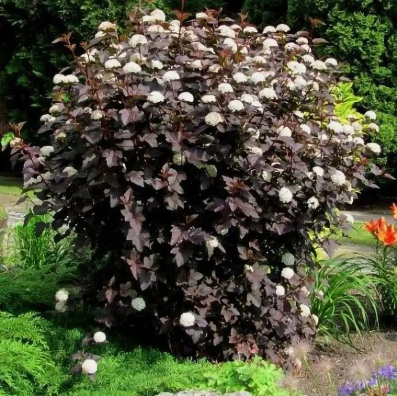 Crimson Ninebark Hardy Deciduous Shrub