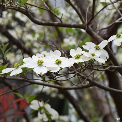 White Flowering Dogwood Tree