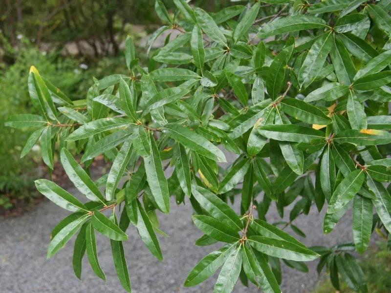 Willow Oak Tree  Slender-Leaved Oak Ideal for Urban Landscapes and Coastal Areas