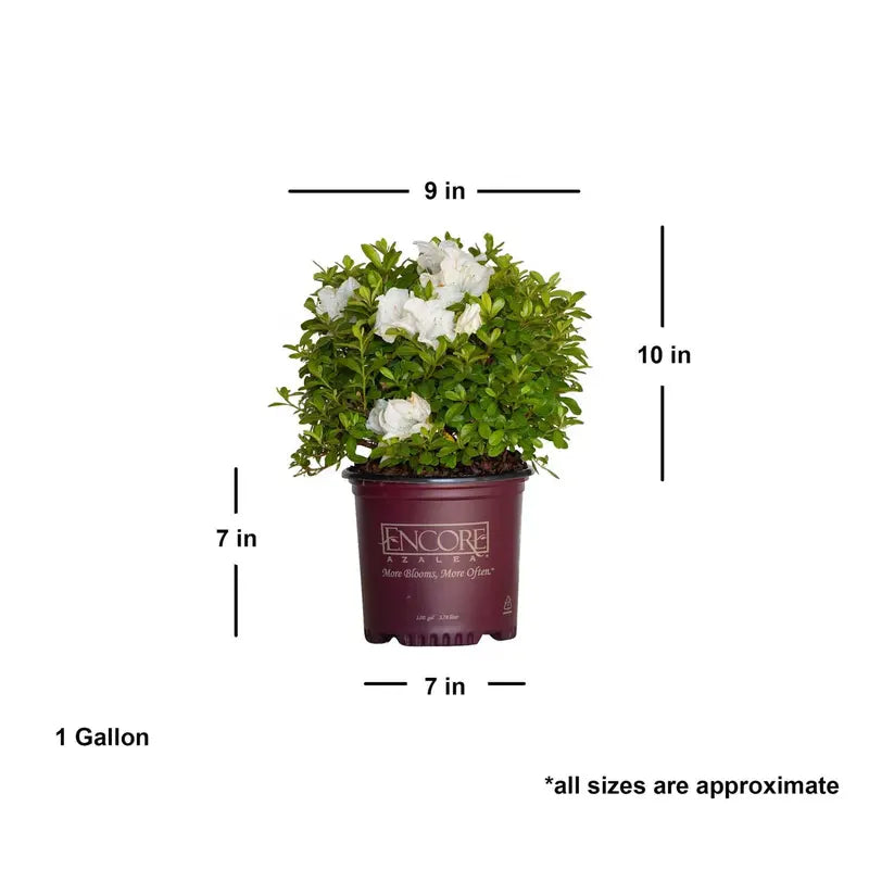Encore Azalea Autumn Angel (1 Gallon) White Flowering Shrub  Full Sun Live Outdoor Plant
