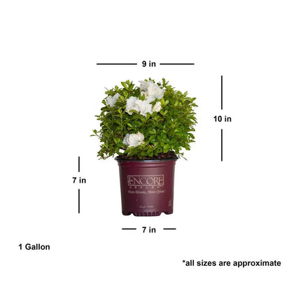 Encore Azalea Autumn Angel (1 Gallon) White Flowering Shrub  Full Sun Live Outdoor Plant