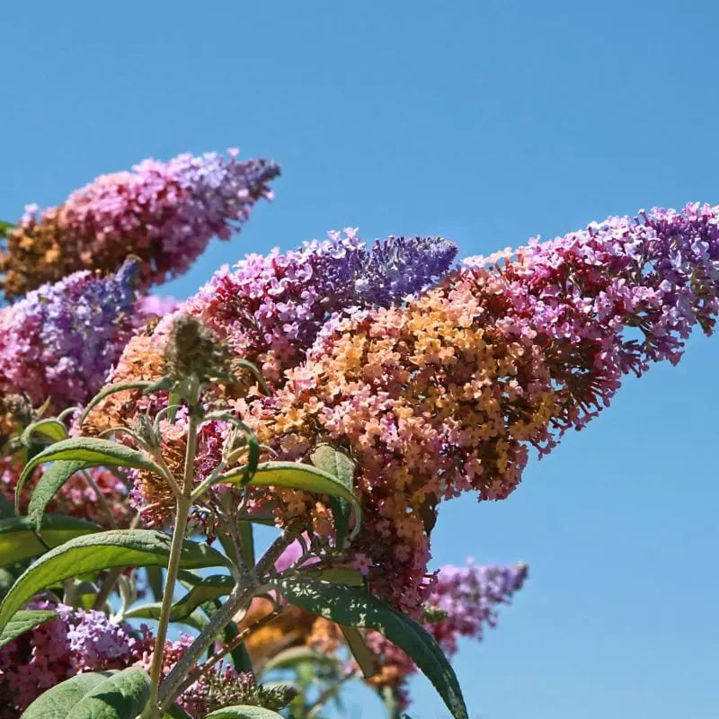 Set of 2 Buddleia
