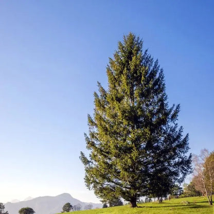 Norway Spruce Tree  Dense Evergreen Conifer with Drooping Branches and Year-Round Privacy