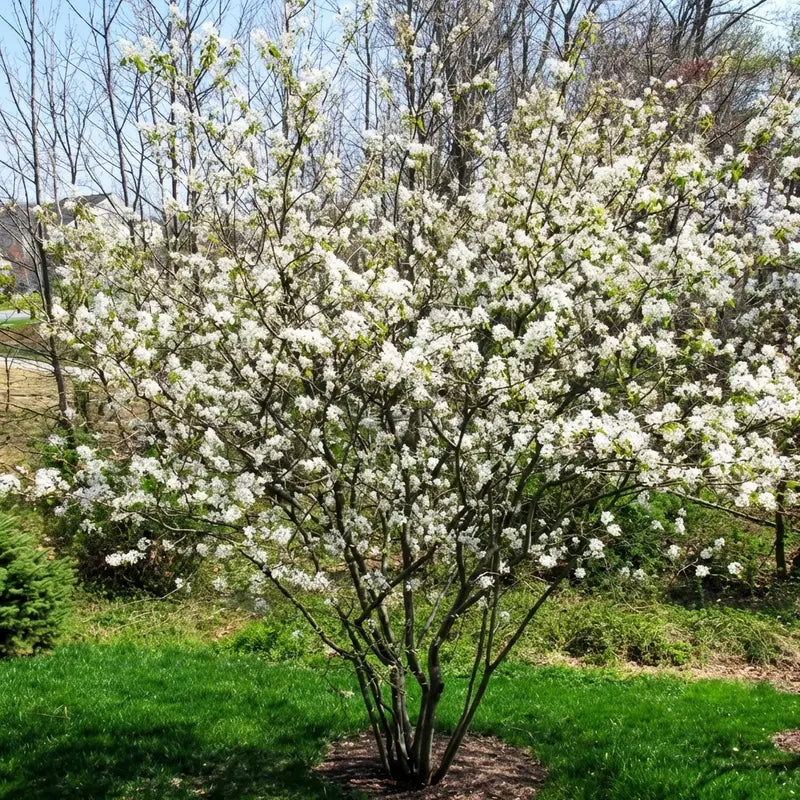 Downy Serviceberry Shrub  Native Spring-Blooming, Edible Berry Producer