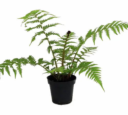 Australian Tree Fern  Cyathea cooperi  Exotic  6