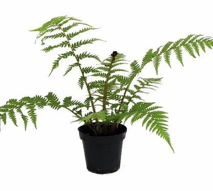 Australian Tree Fern  Cyathea cooperi  Exotic  6
