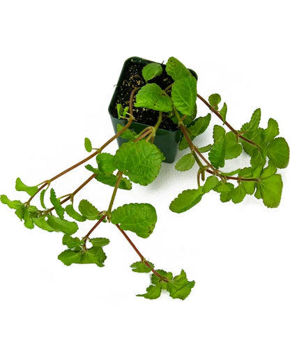 Pilea nummulariifolia ‘Creeping Charlie’