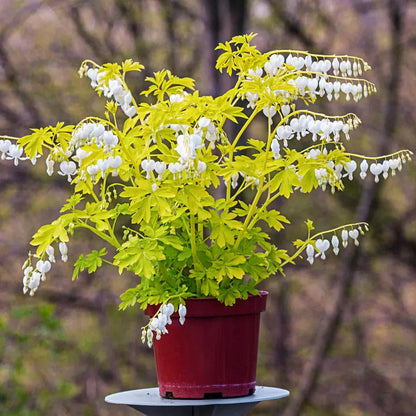 White Gold Bleeding Heart (Dicentra), Dormant Bare Root Starter Perennial Plants (1-Pack)
