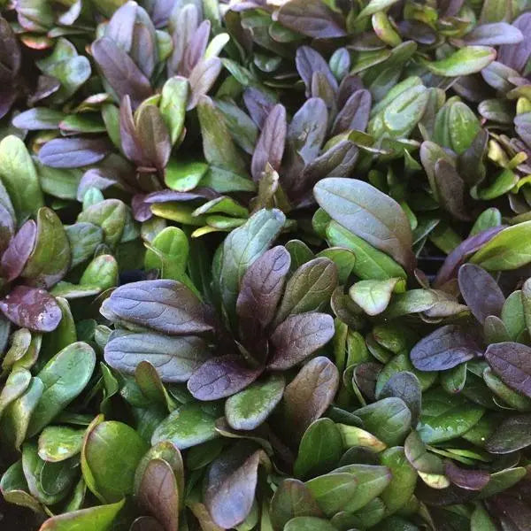 Chocolate Chip Ajuga Creeping Groundcover