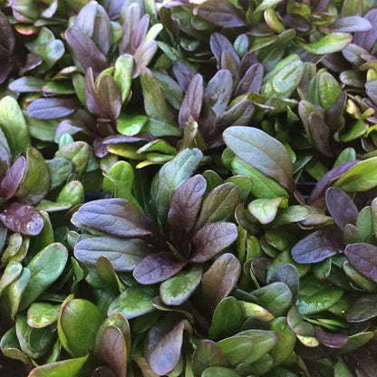 Chocolate Chip Ajuga Creeping Groundcover