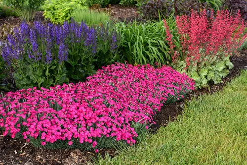 0.65 Gallon Paint The Town Magenta (Dianthus) Live Plant, Purple Flowers