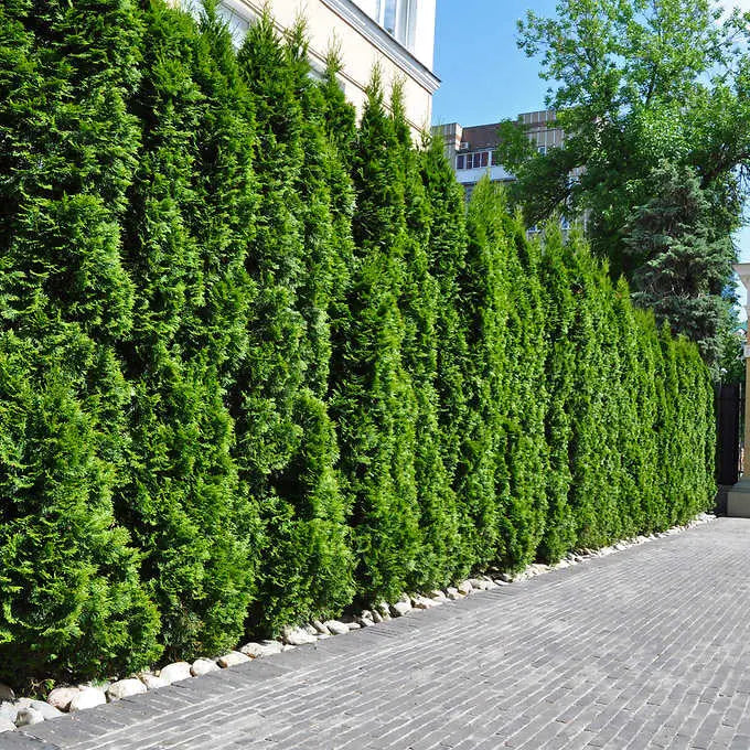 Emerald Green Arborvitae Hedge Plant